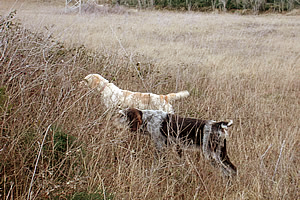 Addestramento setter da caccia e consenso del cane